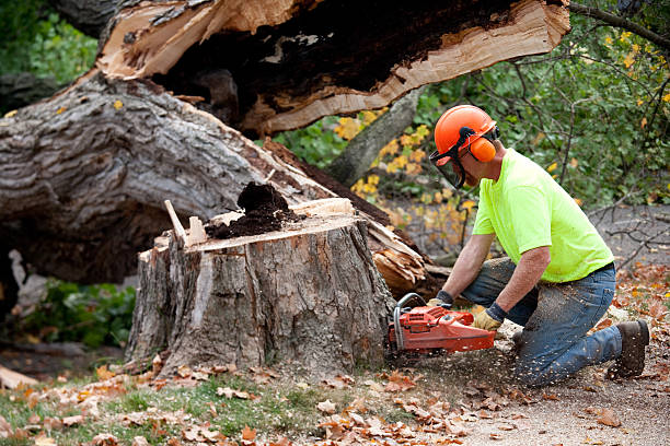  , USA Tree Removal Pros